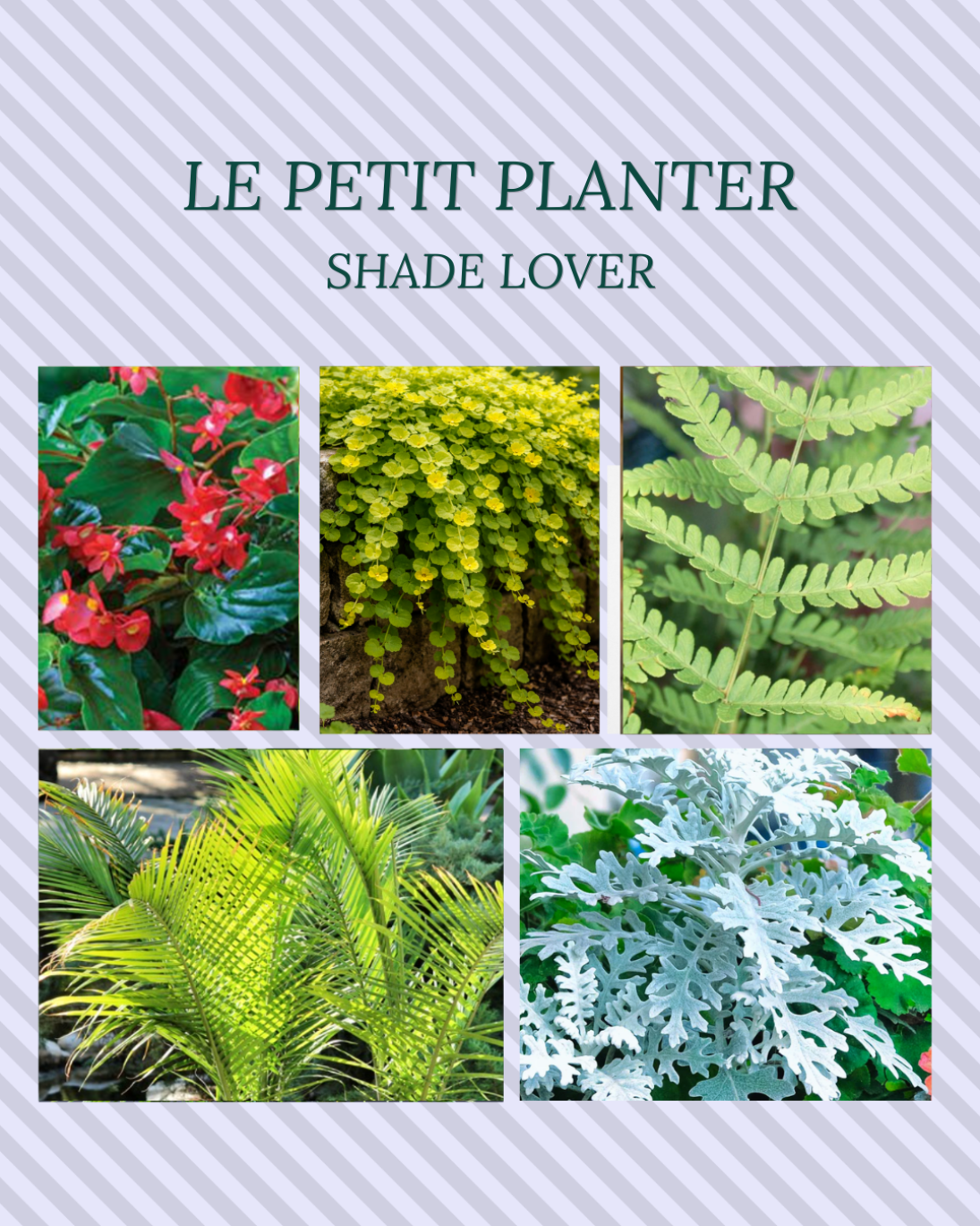 Your Summer Le Petit Insert