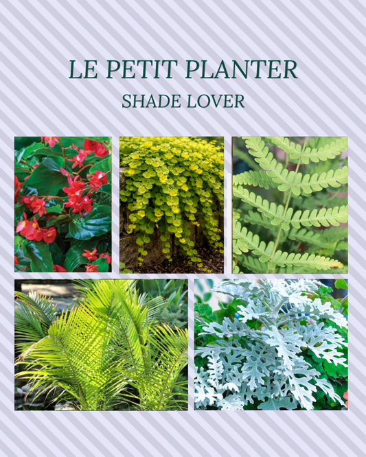 Your Summer Le Petit Insert