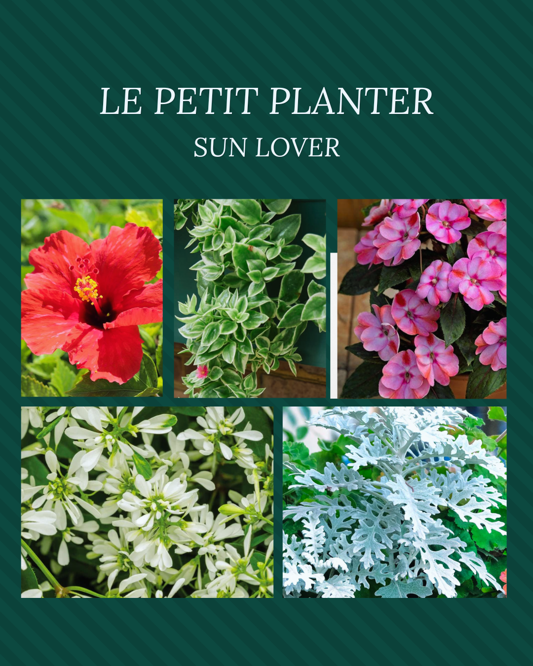 Your Summer Le Petit Insert